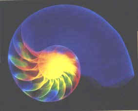 nautilus.JPG (9085 byte)